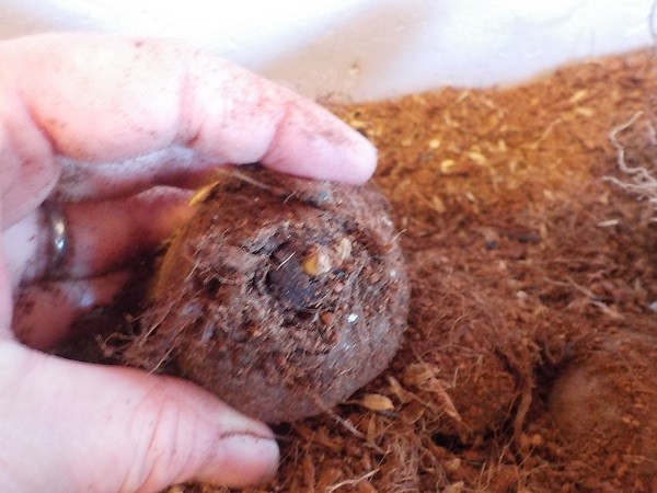 里芋栽培！トンネル ビニール で芽出しをした里芋の植え付け作業おおとみ農業ログ