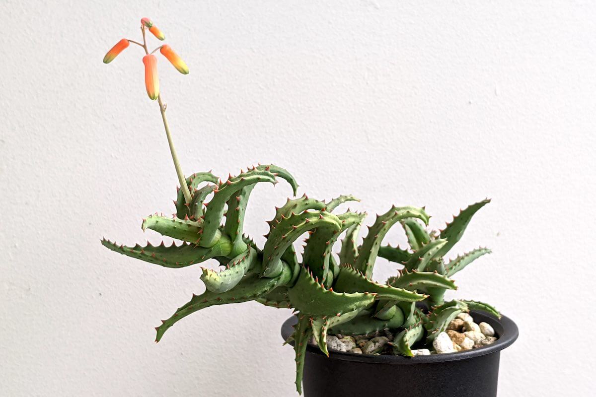 鎖でブンしてキャッチする話 どっちも無自覚なカロノエ39 さんのマンガツイコミ 仮