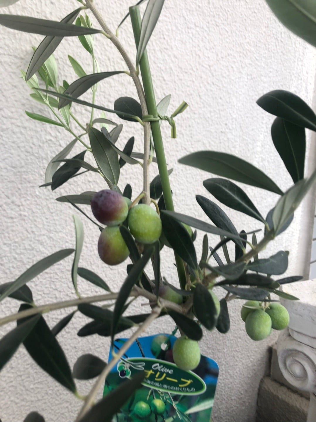 過去最高の量が穫れるのでは 」広島県江田島市でオリーブ収穫始まる 過去最高約15トンの収穫見込む2025年10月3日- エキサイトニュース