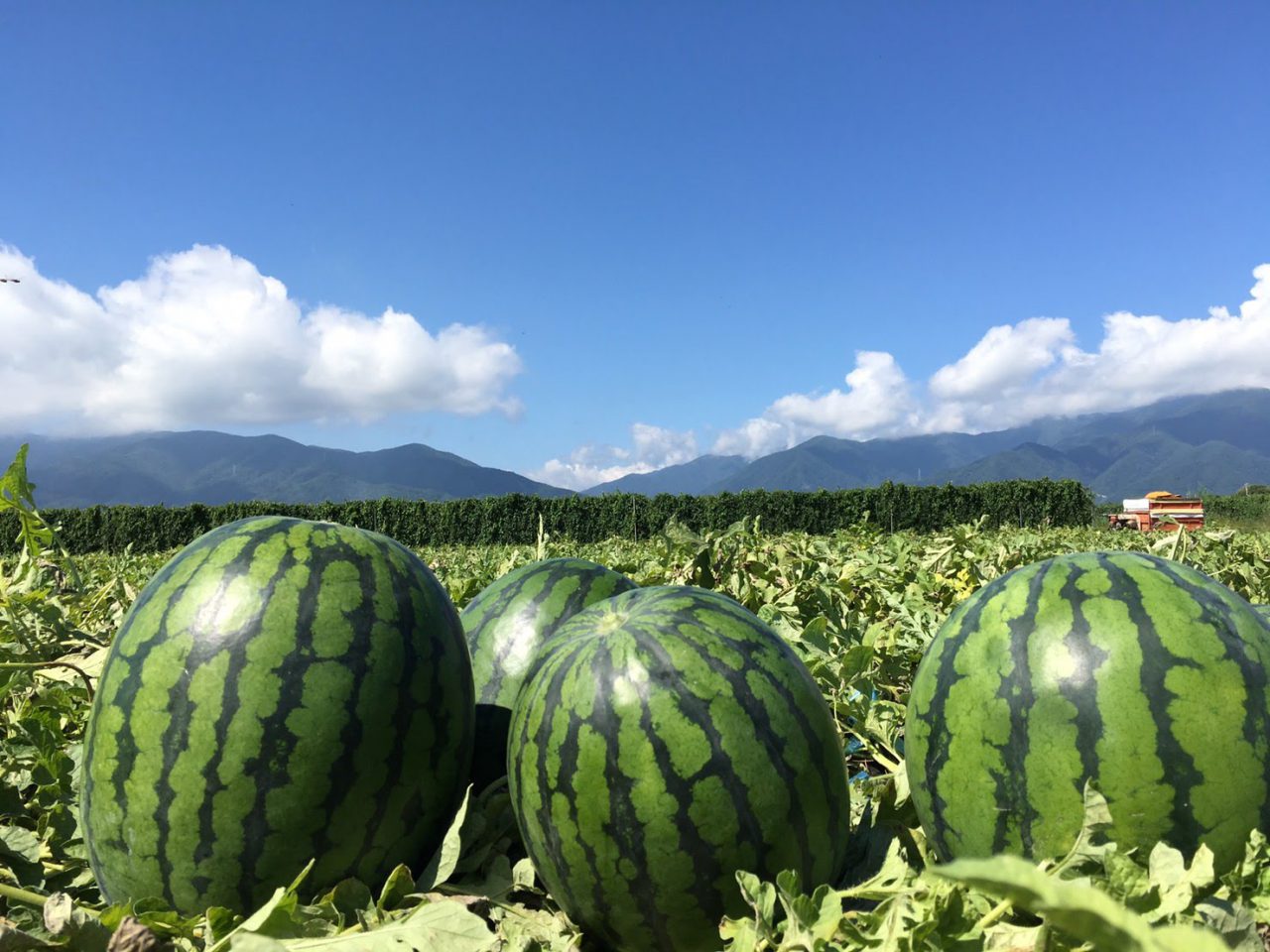 スイカを収穫して頂きました – 橘今保育園 笑顔の秘密
