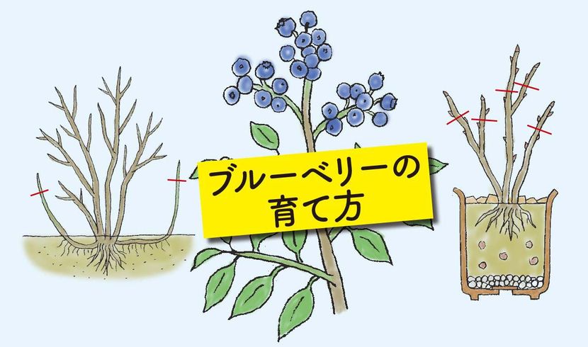 果樹栽培ブルーベリーの育て方 初心者にもオススメしたい育てやすい果樹です！植物とあなたをつなぐPlantia