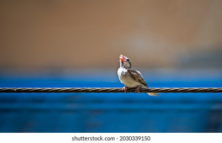 春にして、スズメの「チュン 人 生」を想う 季節・暮らしの話題 2015年03月13日- 日本気象協会 tenki.jp