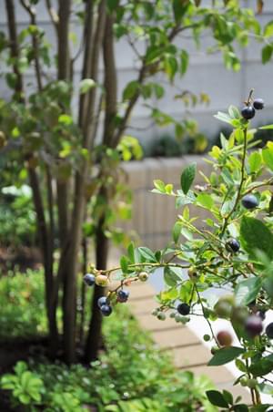 フローダブルー サザンハイブッシュ系 ブルーベリー 苗 販売 苗木部