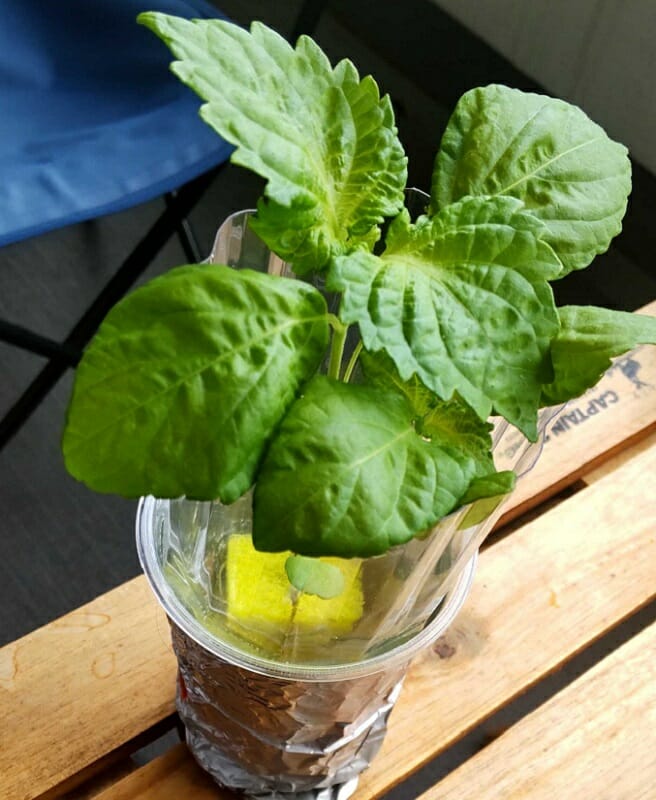 水耕栽培 ペットボトル１つで簡単しそ栽培 1日目〜57日目 - YouTube