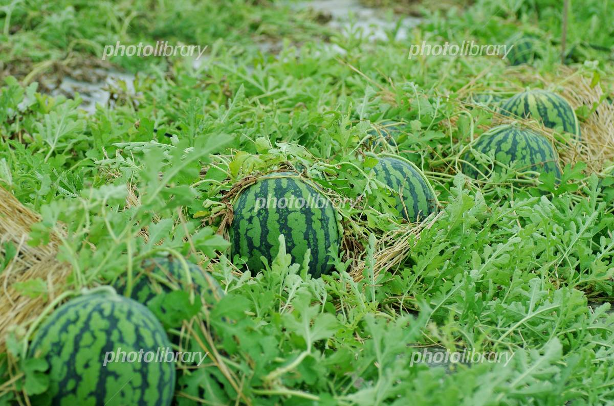 家庭菜園スイカの育て方夏にぴったりのスイカを育てて収穫しよう植物とあなたをつなぐPlantia