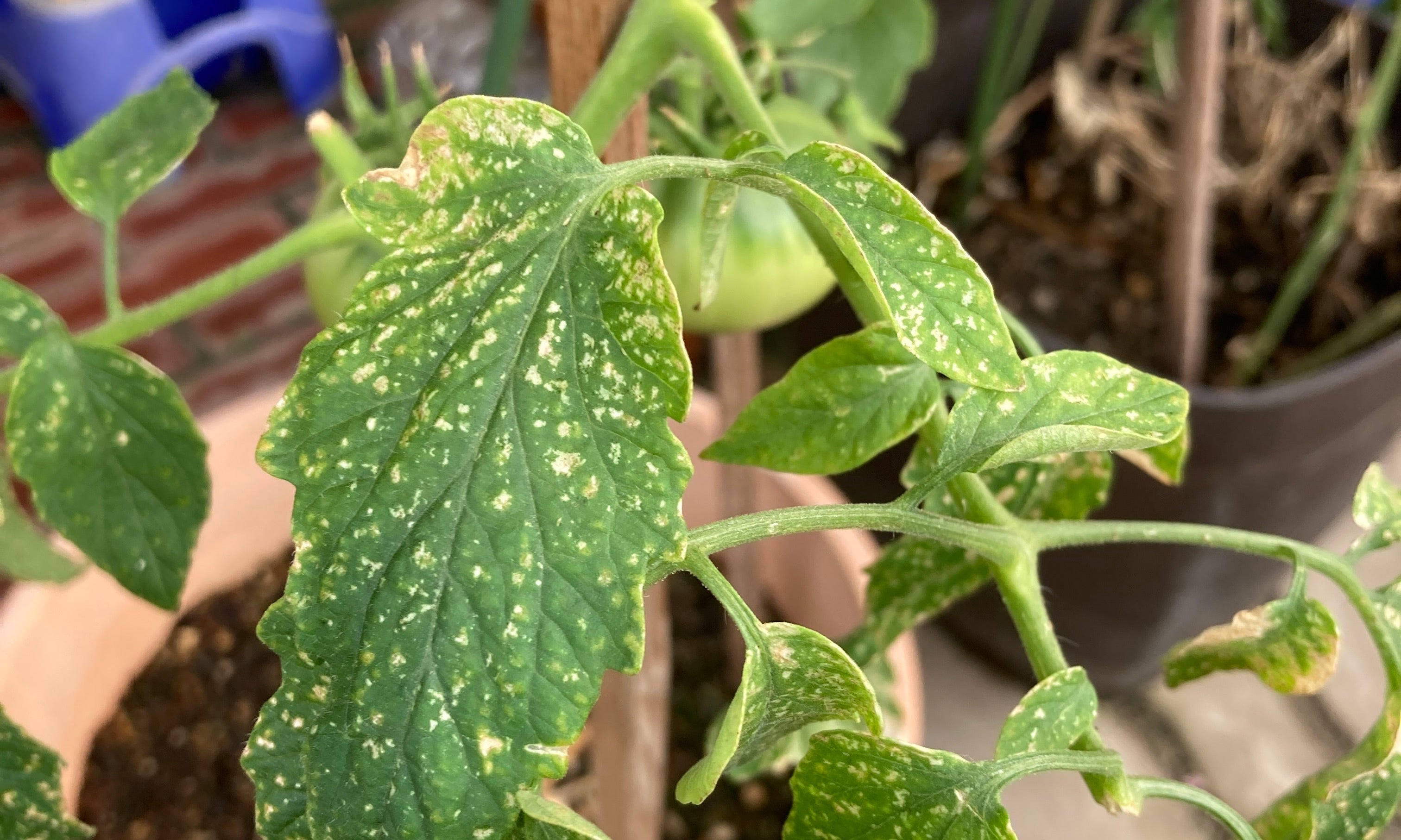 トマトの葉先枯れ : アグリボ新聞