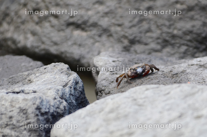 アカテガニの泡 - 田中川の生き物調査隊