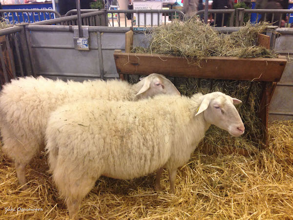 アイチーズペコリーノロマーノ 100g