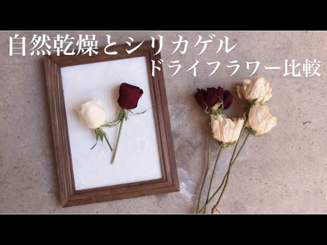 自分で簡単に自然乾燥でできるバラのドライフラワーの作り方