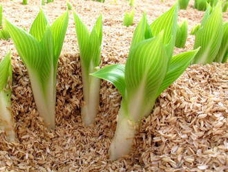 山菜のうるいの写真素材113991165- PIXTA