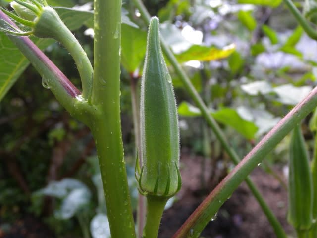 柔らかくて美味しいオクラの育て方・栽培方法若手農家が教える家庭菜園あぐりマッチ