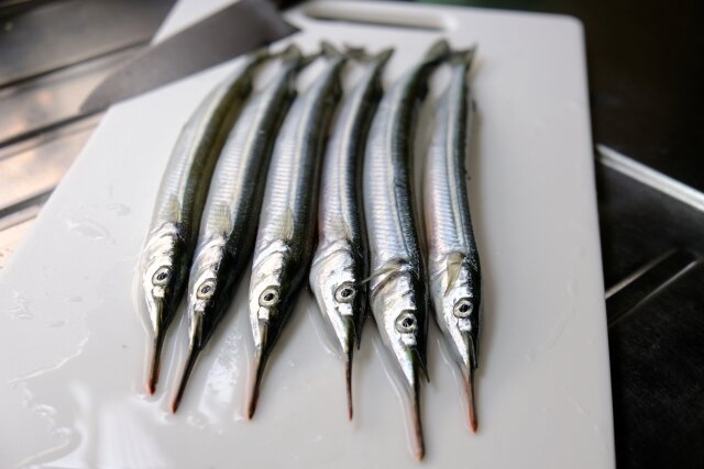 サヨリ魚類市場魚貝類図鑑