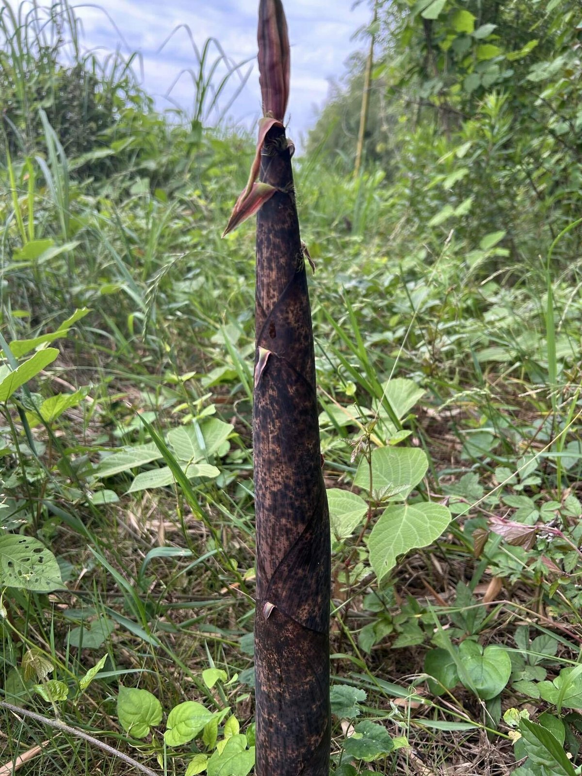 真竹のアク抜き