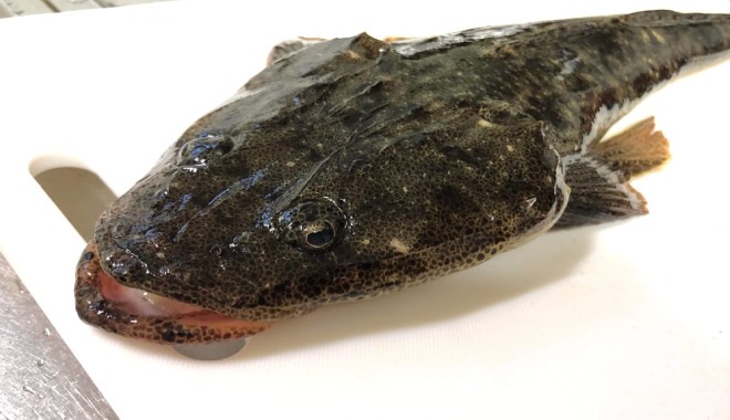 季節別におすすめの旬の魚情報 - 鳥取港海鮮市場 かろいち