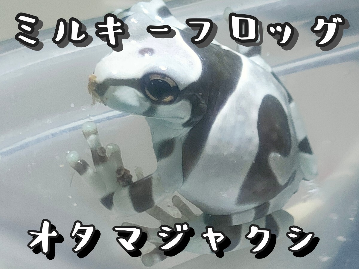 □ミルキーフロッグ 約2.0-2.5cm ○ミルクフロッグ - from SCRATCH