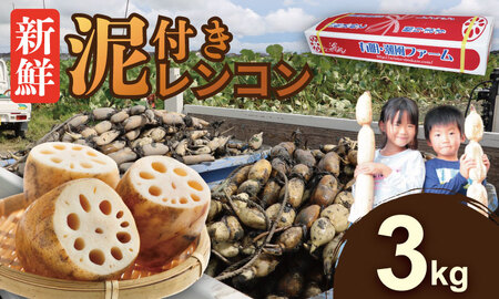 レンコン農家と作った 泥付きレンコンの保存方法- 「オジーの休憩室」