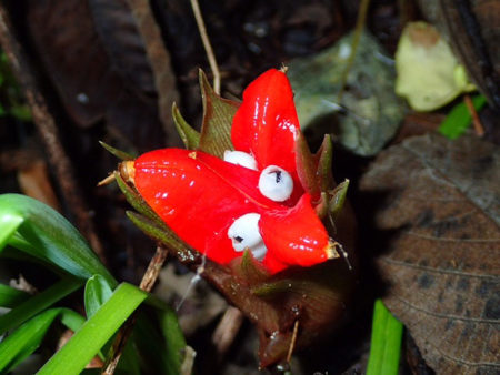 食べると物忘れがひどくなる?ミョウガの秘密園楽project~園芸・植物を楽しむ情報サイト~