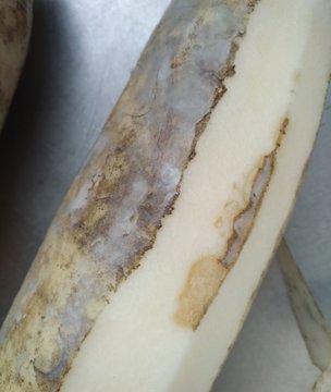 大根を切ったら、黒くてショック!カビではないらしい - 旅行とカフェ好きYuriのハッピーライフ♪