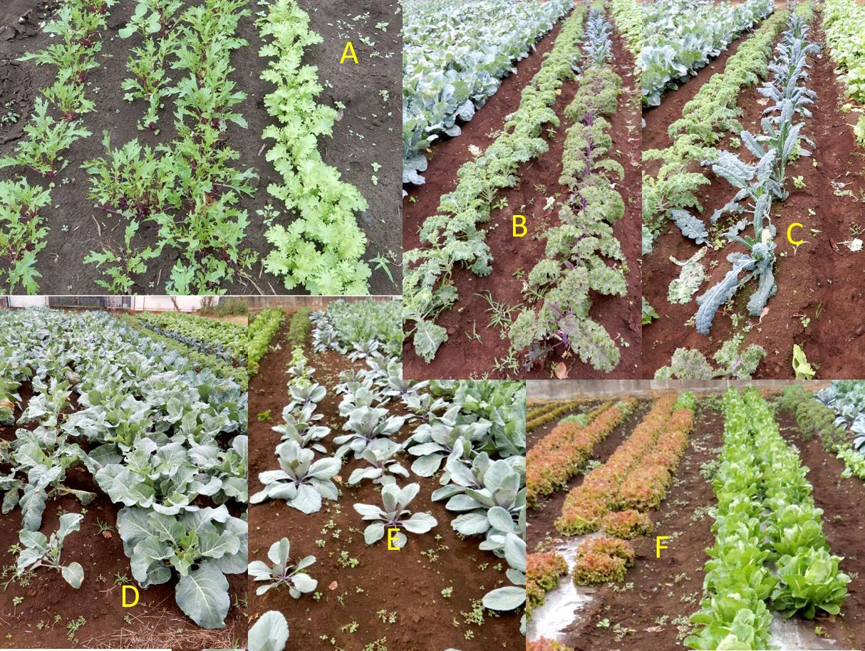 野菜の購入カラフル野菜の小山農園