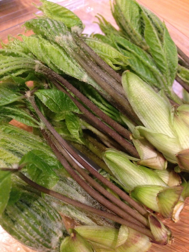 販売終了間近❗️山椒の木の芽野菜 山菜 産直アウル 農家から直接野菜などの食材を購入できる産地直送の宅配通販サイト