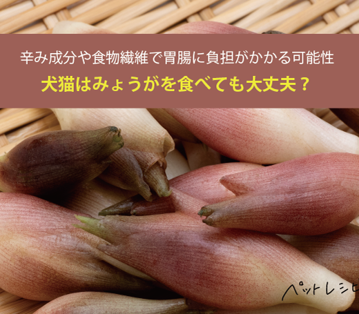 コレのために「みょうが」常備します! 小料理屋の女将が教える 天才的な食べ方!「家族で取り合いに」はあ絶品ヨムーノ