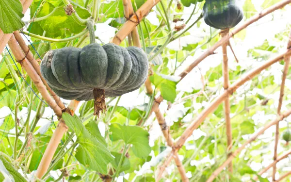 カボチャ収穫時期の見分け方