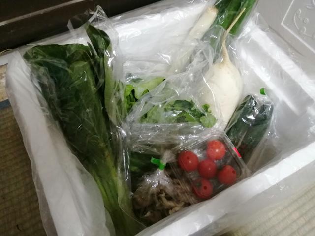 YouTube配信しました。ロスヘル宅配ボックスで作り置き9品常備菜！規格外野菜で食品ロスへ草食系家族のスローライフ