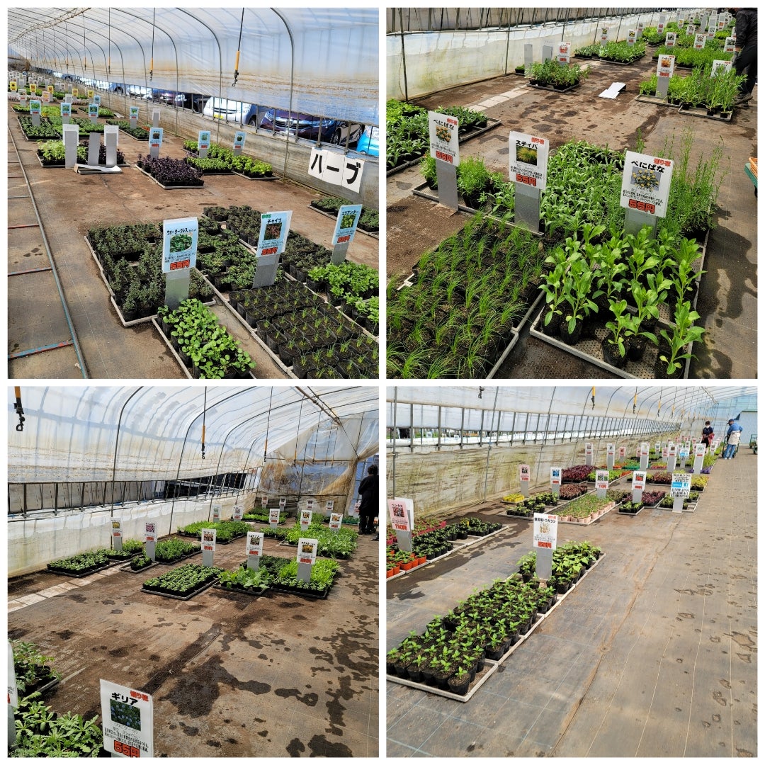 由仁町の花のまつうらさんに行って来ました。 4月26日: 猫だらけ Powered by ライブドアブログ