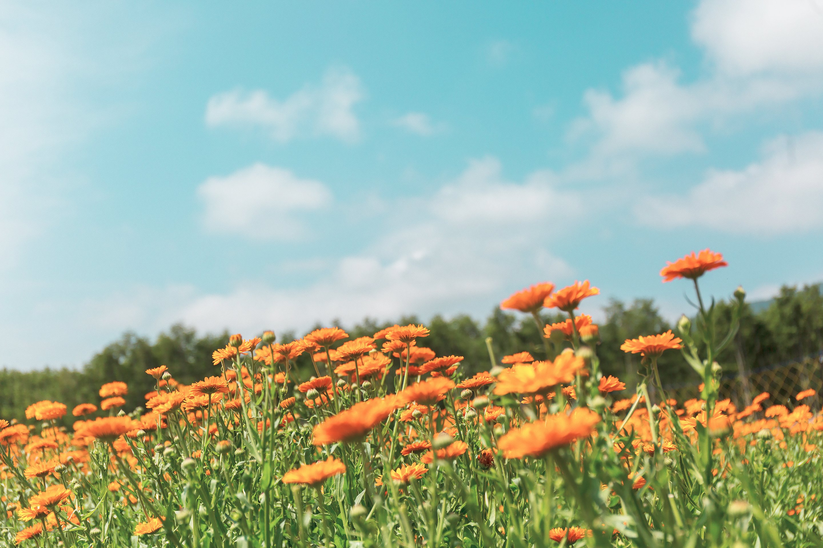 カレンデュラ2 ポットマリーゴールド 混合 の種 4袋セット 春、秋まきハーブのタネの通販園芸ネット