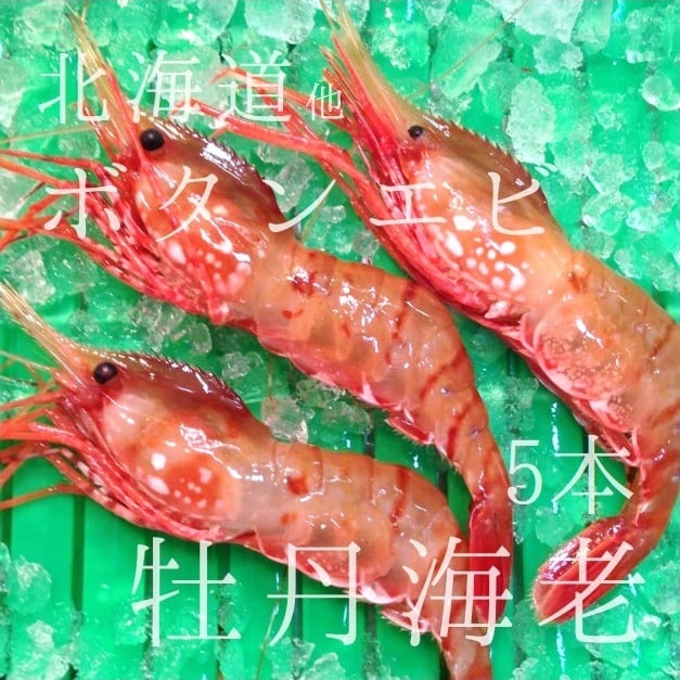 超高級！1匹3000円のエビ知る人ぞ知る高級食材「ブドウエビ」を食べてみた結果- さかなのNEWS