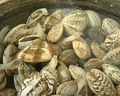 アサリは冷凍保存で面倒な砂抜きをいっぺんに！使いたい分だけ気軽に使える便利技を公開frozen by analyst.jp