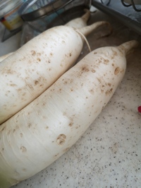 古くなった大根についてかなり前の大根を切ってみると放射状に白くてぶよぶよとした- Yahoo!知恵袋