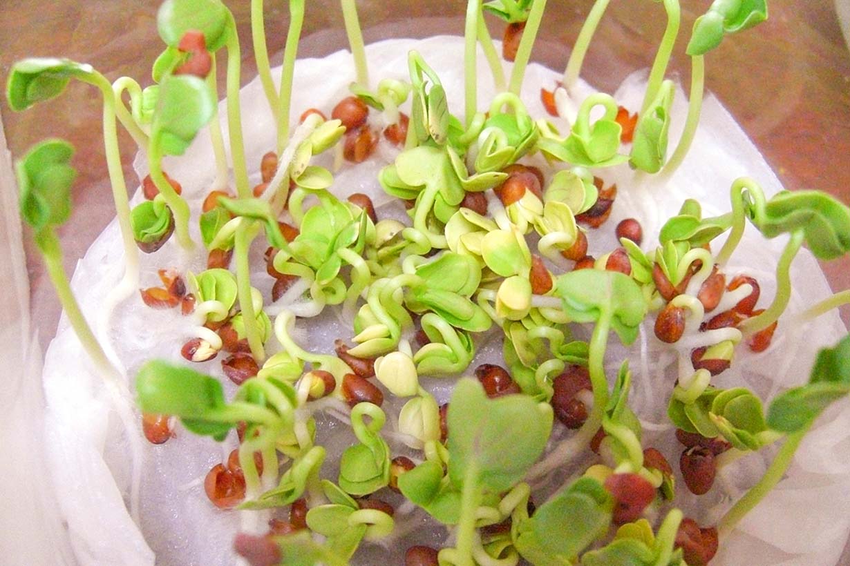 1年中頼れる「かいわれ大根」レシピ34品＋種からの育て方もご紹介 7ページ目キナリノ