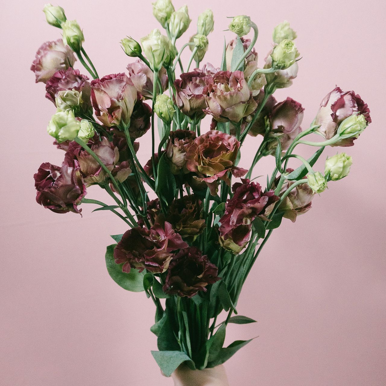 アスチルベ ボルドーレッド⁡ こちらは染めのアスチルベです！ アスチルベも最近は染めのバリエーションが豊富になってきましたね♪しかもオシャレな色味が多いので嬉しいです✨ ⁡ 今回はクリスマスが近いということもあって赤系の染めアスチルベです🎄 アスチルベは形