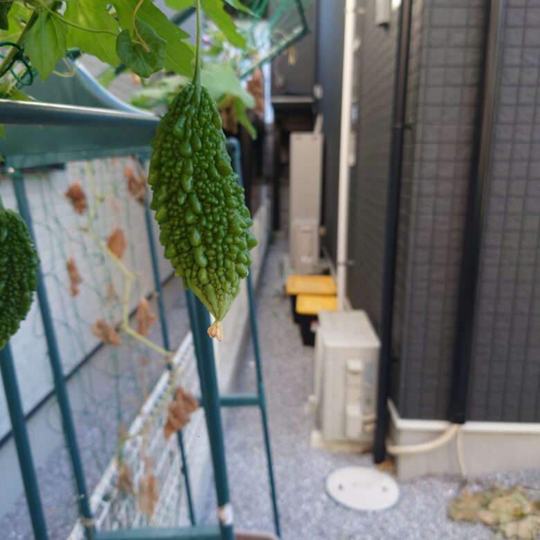 ゴーヤ 肥料」の人気商品一覧安い商品を通販サイトから探す - 価格.com