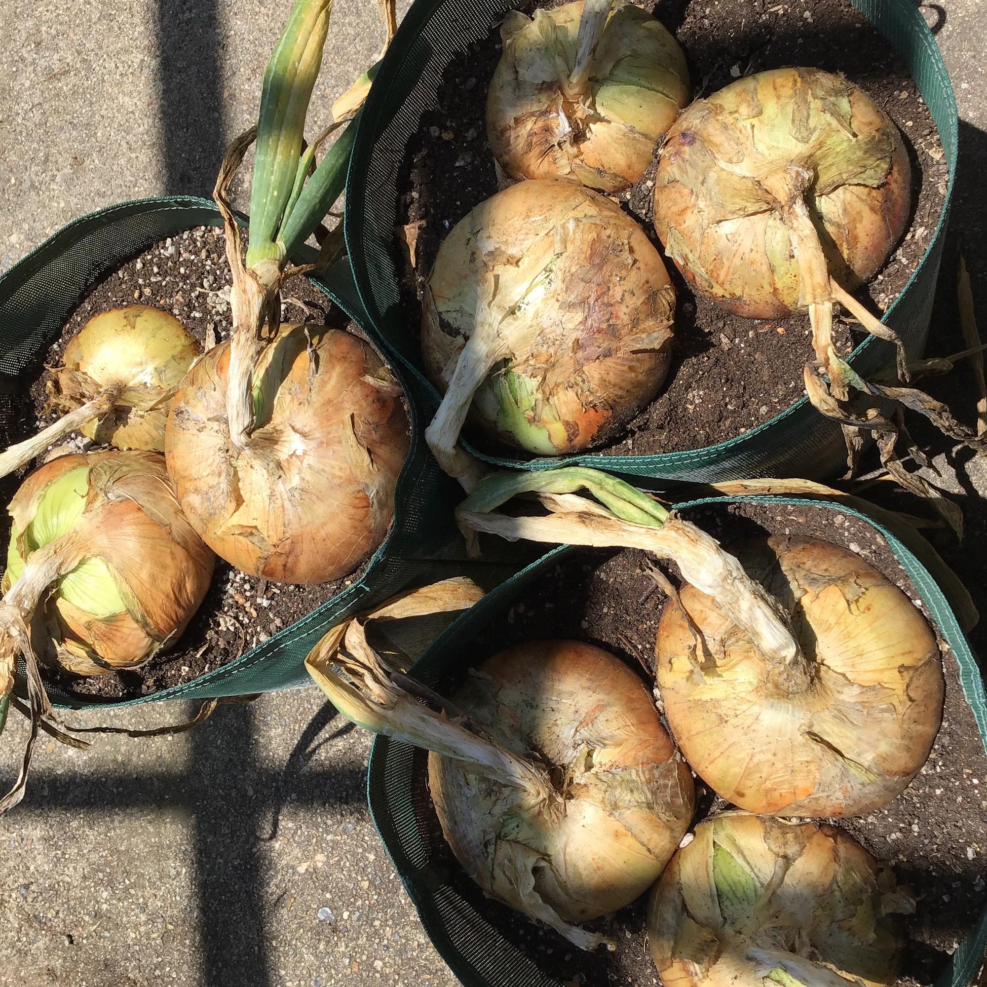 ホーム玉ねぎの種子用球根が入荷致しました！│土と親しむ ～家庭菜園・農業応援歌～