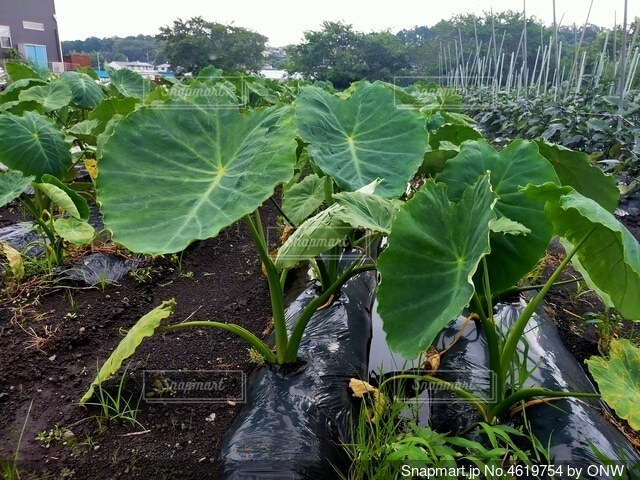 大人検定365 どちらがサトイモの葉で、どちらがヤツガシラの葉でしょう