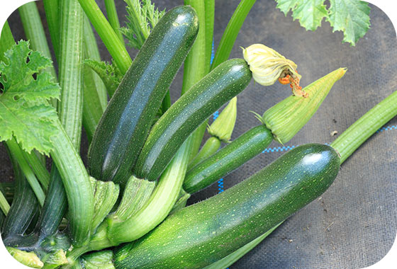 畑のズッキーニ 写真素材5687411- フォトライブラリ