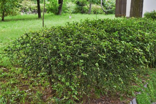 ムベの実を食べる鳥たちHanadai's Ocean - 楽天ブログ