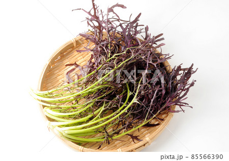 からし菜 種 赤リアスからし菜 20ml 渡辺野菜・果物の種,その他の葉菜類 種 なら、みつのぶ