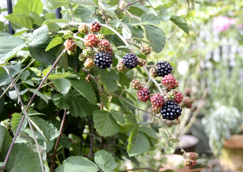 ブラックベリーの育て方・栽培方法LOVEGREEN ラブグリーン