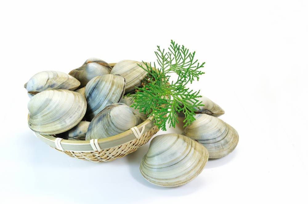 ホンビノス貝とは？ハマグリとの違いや調理法を解説！デリッシュキッチン