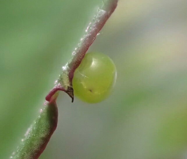 コスズメ幼虫: かかしさんの窓