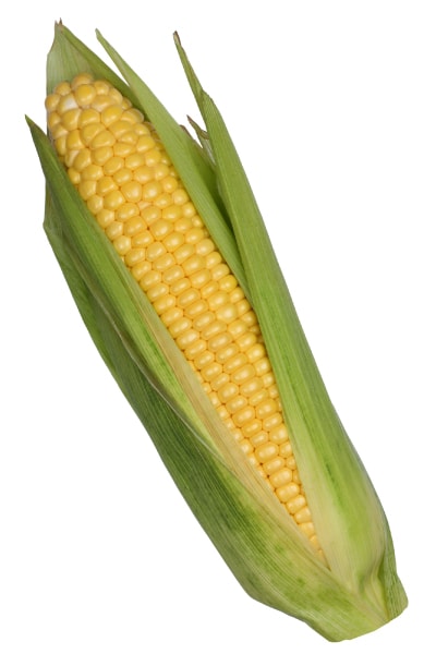 皮付きとうもろこし 10132003198 の写真・イラスト素材アマナイメージズ