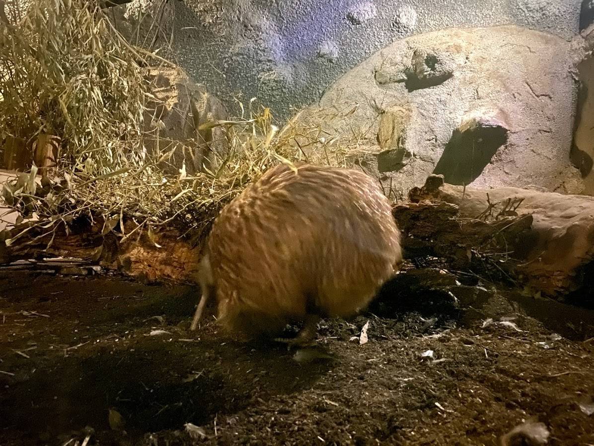 そうなのよ〜日本で唯一キーウィがいる動物園なの✨🥝でも久しぶりにHP見てみたら、夏に死んでしまってた😭もう日本で見られないのね🥝柄私も好き！私も娘に昔着せてたよw🤣