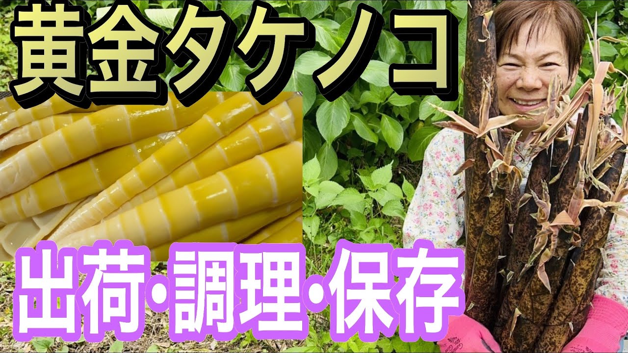 真竹とは？刺身で食べても美味しいタケノコの一種について詳しく解説！食・料理オリーブオイルをひとまわし