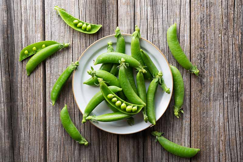 プロ スナップえんどうの人気レシピ4品。炒め物、サラダ、マリネ、筋の取り方、茹で方 茹で時間 も解説！三越伊勢丹の食メディアFOODIE フーディー