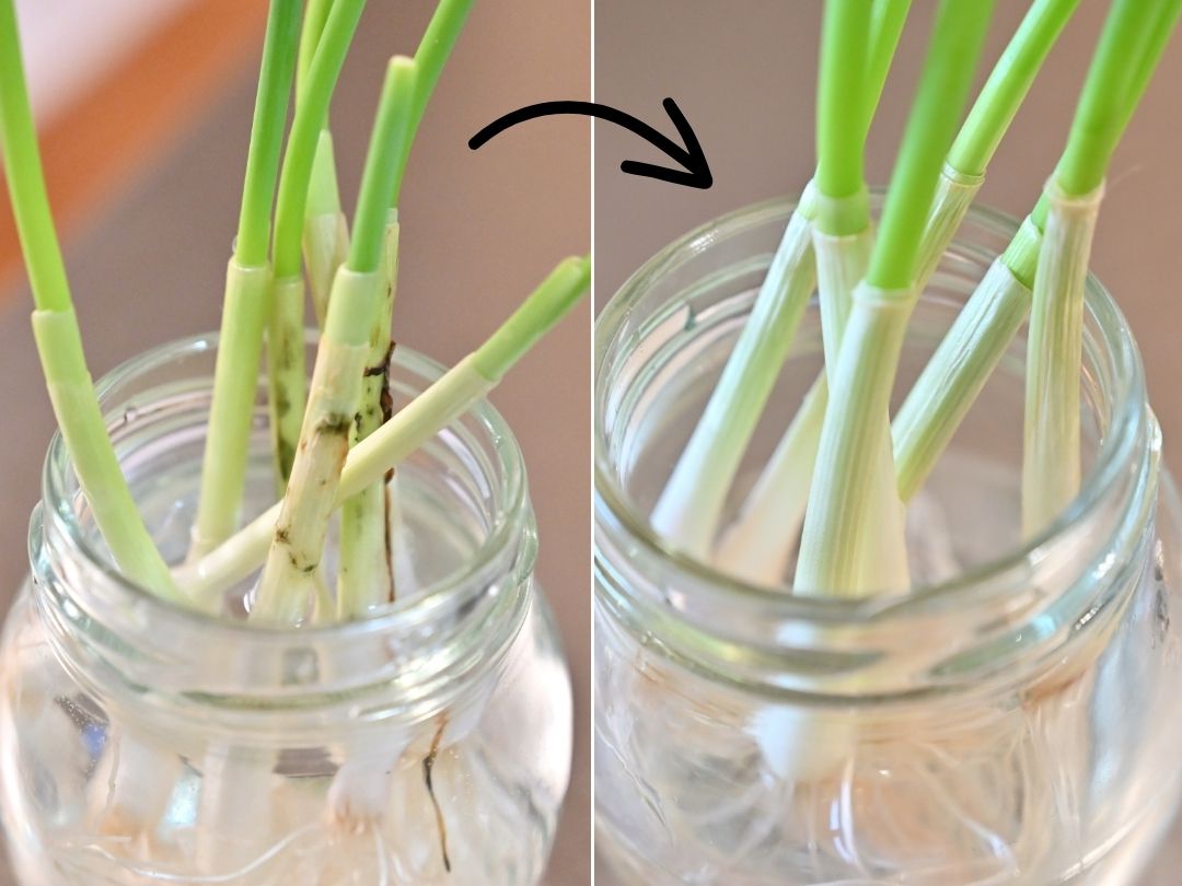 ネギを水で育てる！ネギの水耕栽培方法農家web