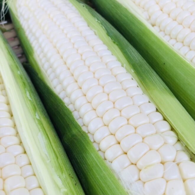 新鮮でおいしいとうもろこしの見分け方 現役農家が伝授- かまくら農園