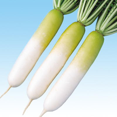 ダイコンが青くなるみんなのひろば日本植物生理学会